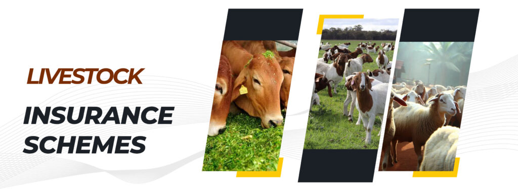 Livestock insurance coverage is vital chance management tool for farmers ranchers & agricultural producers concerned in animal husbandry.