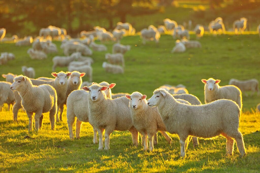 Livestock insurance coverage is vital chance management tool for farmers ranchers & agricultural producers concerned in animal husbandry.