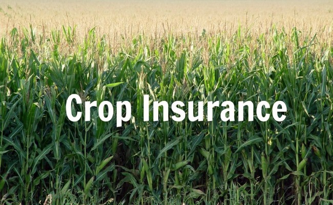 crop insurance works further to different forms of coverage: farmers pay premiums to coverage carriers in change for insurance against potential losses.