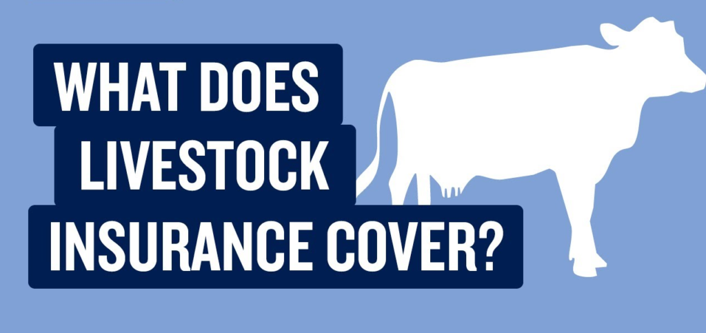 Livestock insurance coverage is vital chance management tool for farmers ranchers & agricultural producers concerned in animal husbandry.