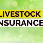 Livestock insurance coverage is vital chance management tool for farmers ranchers & agricultural producers concerned in animal husbandry.