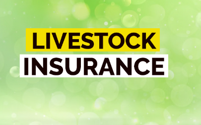 Livestock insurance coverage is vital chance management tool for farmers ranchers & agricultural producers concerned in animal husbandry.